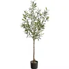 Italian Olive Tree in Black Nursery Planter, 5 ft.