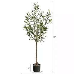 Italian Olive Tree in Black Nursery Planter, 5 ft.