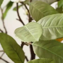 Lemon Tree in White Pot