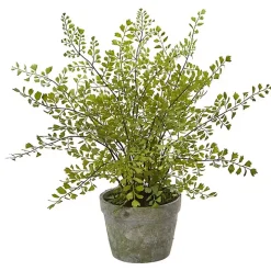 Maiden Hair Fern in Ceramic Planter