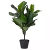 Mini Fiddle Leaf Fig Tree in Black Pot