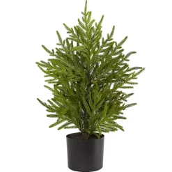 Norfolk Island Pine Mini Tree in Black Planter