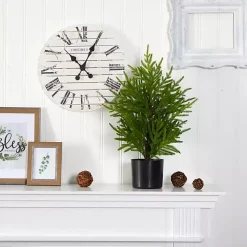 Norfolk Island Pine Mini Tree in Black Planter