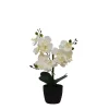 Orchid Arrangement in Black Decorative Pot