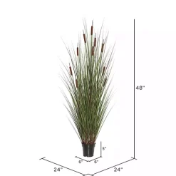 Potted Brown Cats Tails Grass, 48 in.