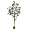 Potted Olive Branch Tree, 6 ft.