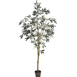 Potted Olive Branch Tree, 6 ft.