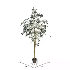 Potted Olive Branch Tree, 6 ft.