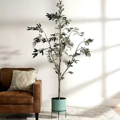Potted Olive Branch Tree, 6 ft.