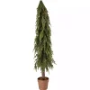 Potted Soft Touch Norfolk Pine Tree, 60 in.