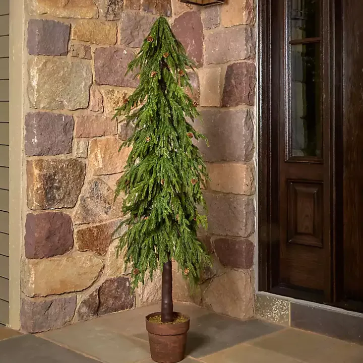Potted Soft Touch Norfolk Pine Tree, 60 in.
