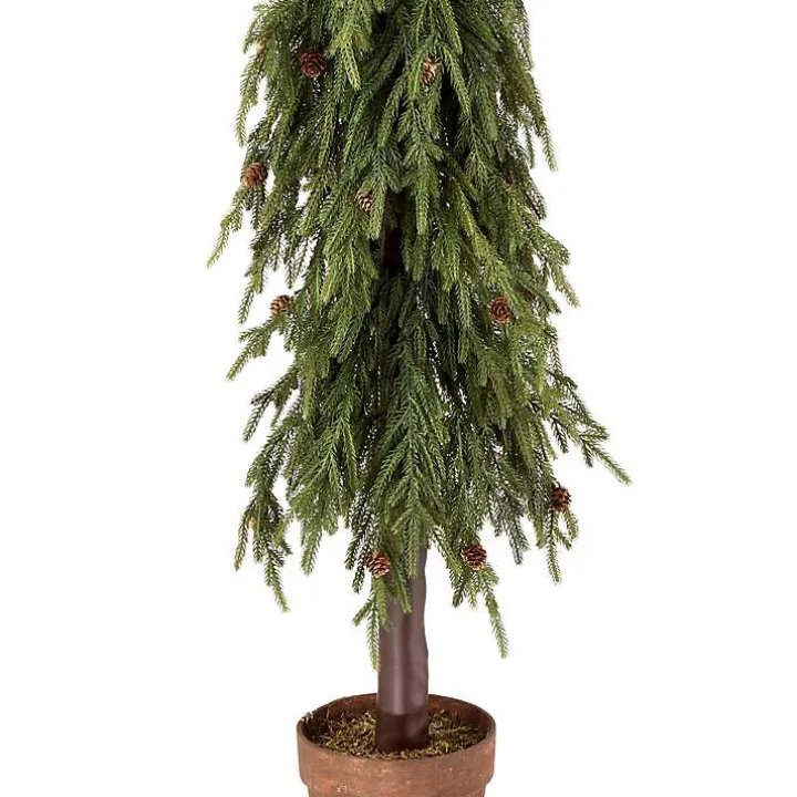 Potted Soft Touch Norfolk Pine Tree, 60 in.