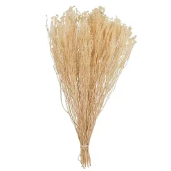 Preserved Natural Bleached Staavia Bush