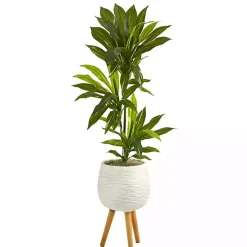 Real Touch Dracaena in Mossy Tripod Planter