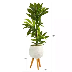 Real Touch Dracaena in Mossy Tripod Planter