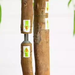 Real Touch Willow Tree in Black Planter, 5 ft.