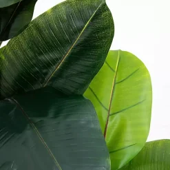 Rubberwood Tree in Planter, 6 ft.
