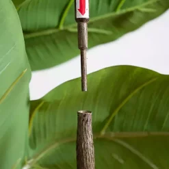Rubberwood Tree in Planter, 6 ft.