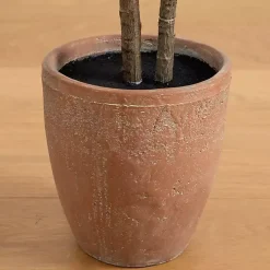 Rubberwood Tree in Planter, 6 ft.