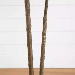 Rubberwood Tree in Planter, 6 ft.