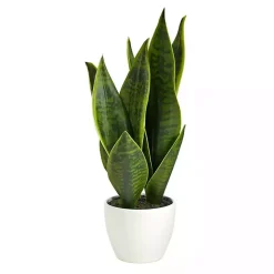 Sansevieria Arrangement in White Planter