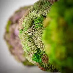 Sedum Succulent Orbs, Set of 3