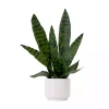 Snake Plant Arrangement in White Planter