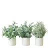 Succulent Arrangements in Ceramic Pots, Set of 3