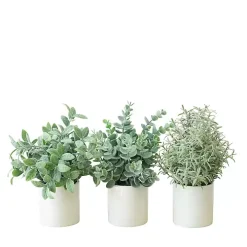 Succulent Arrangements in Ceramic Pots, Set of 3