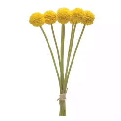 Yellow Pod Sprays, Set of 6